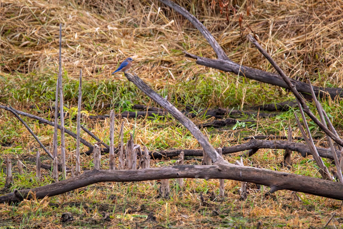 Eastern Bluebird - ML644941081