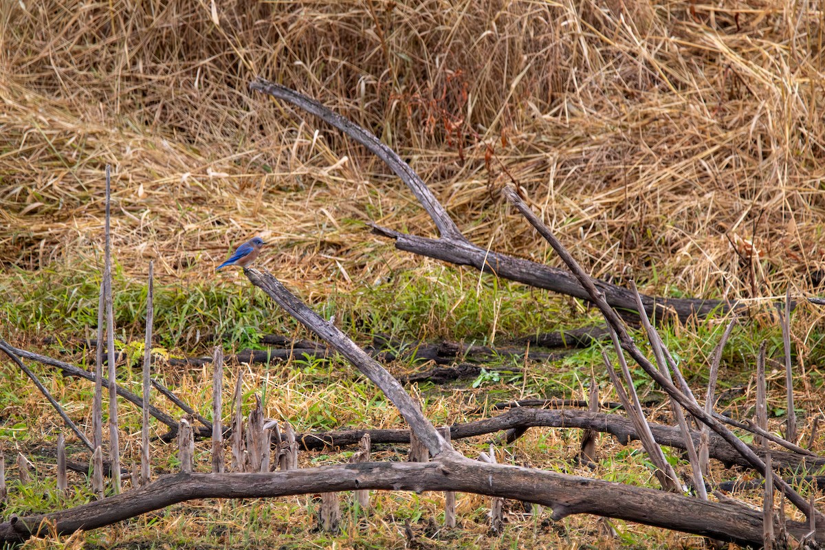 Eastern Bluebird - ML644941082