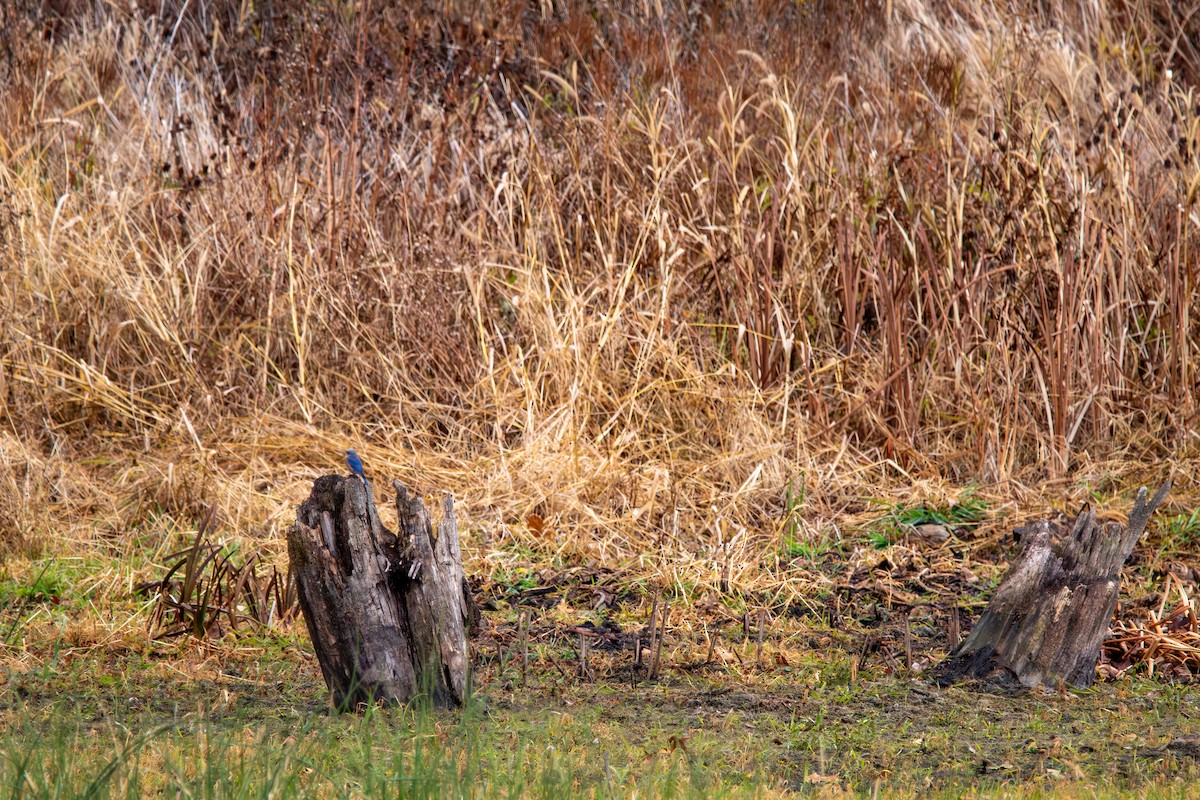 Eastern Bluebird - ML644941083