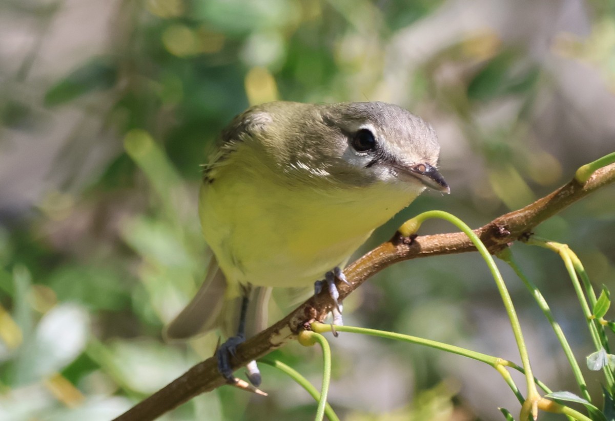 Philadelphia Vireo - ML644941089