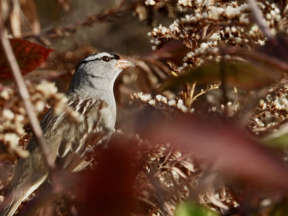 White-crowned Sparrow - ML644941093
