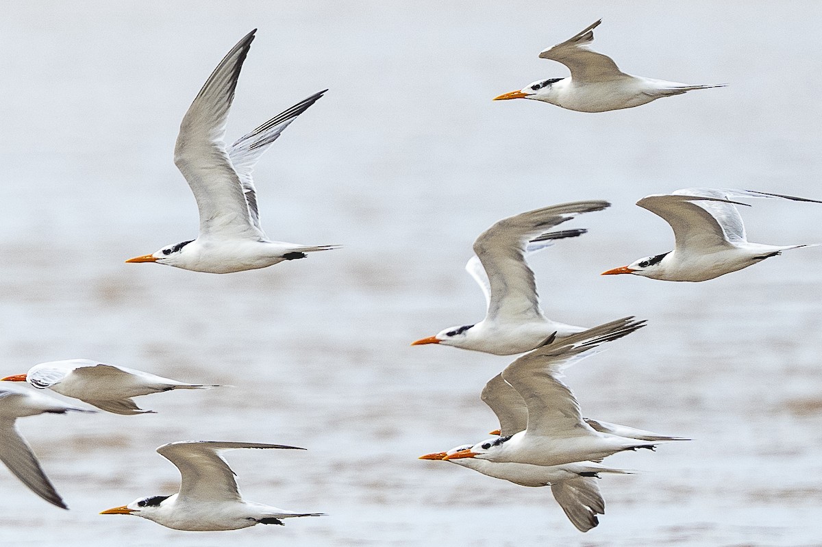 Royal Tern - ML644941094
