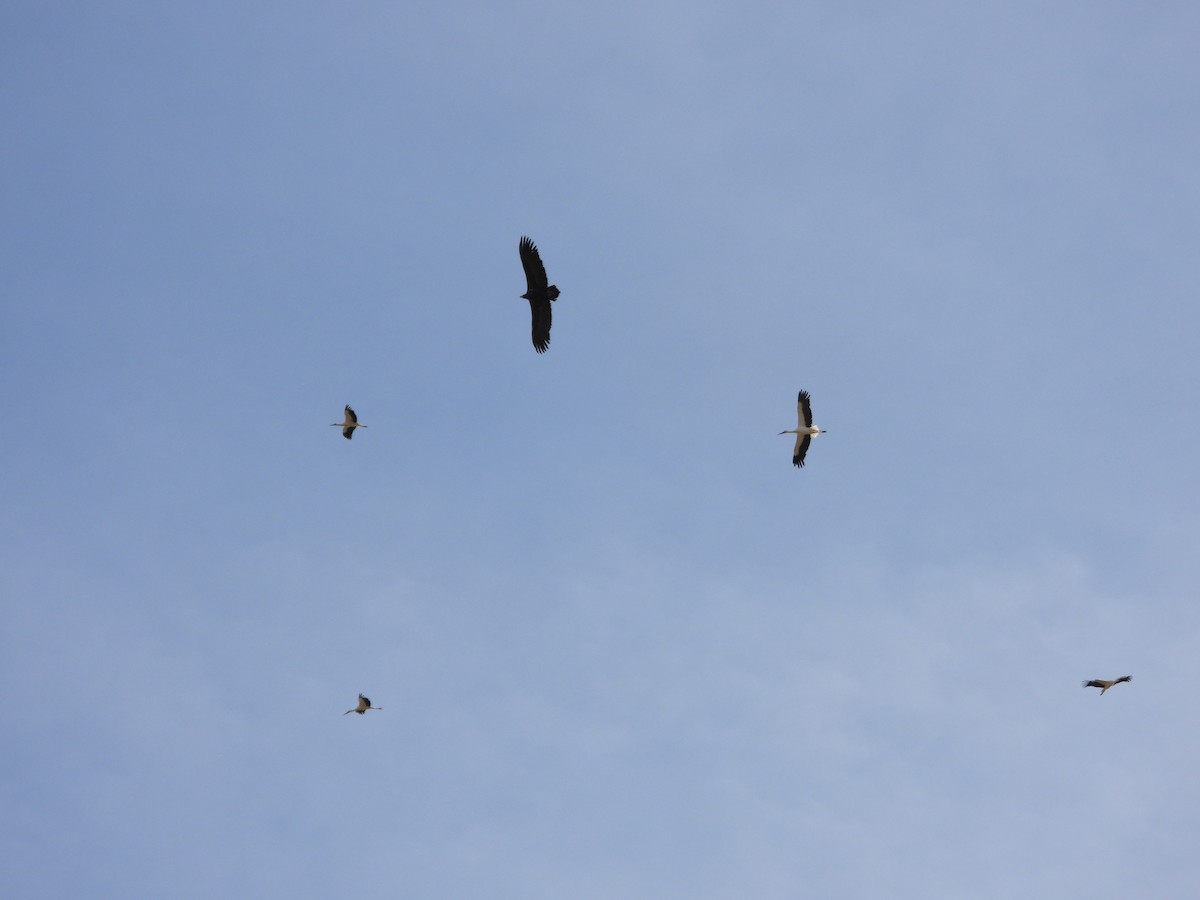 Buitre Negro - ML644941097