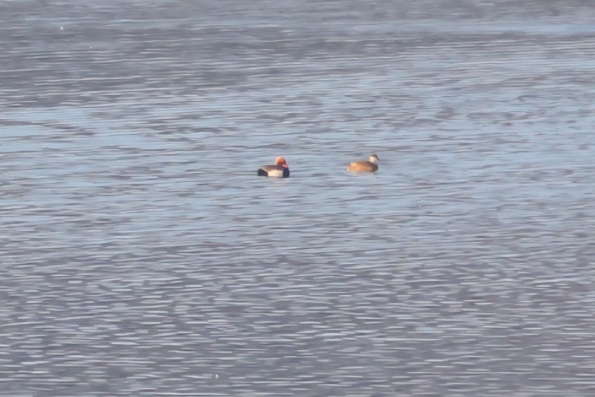 Red-crested Pochard - ML644941153