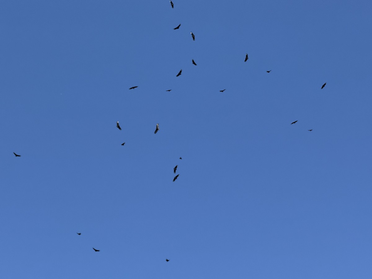 Black Vulture - ML644941169