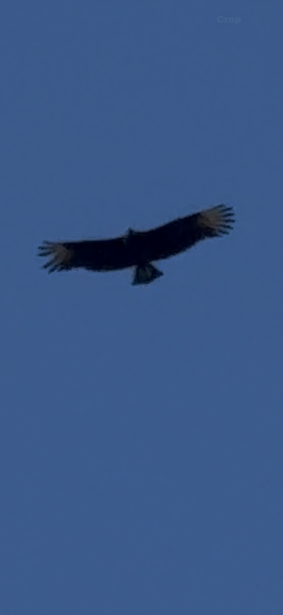 Black Vulture - ML644941170