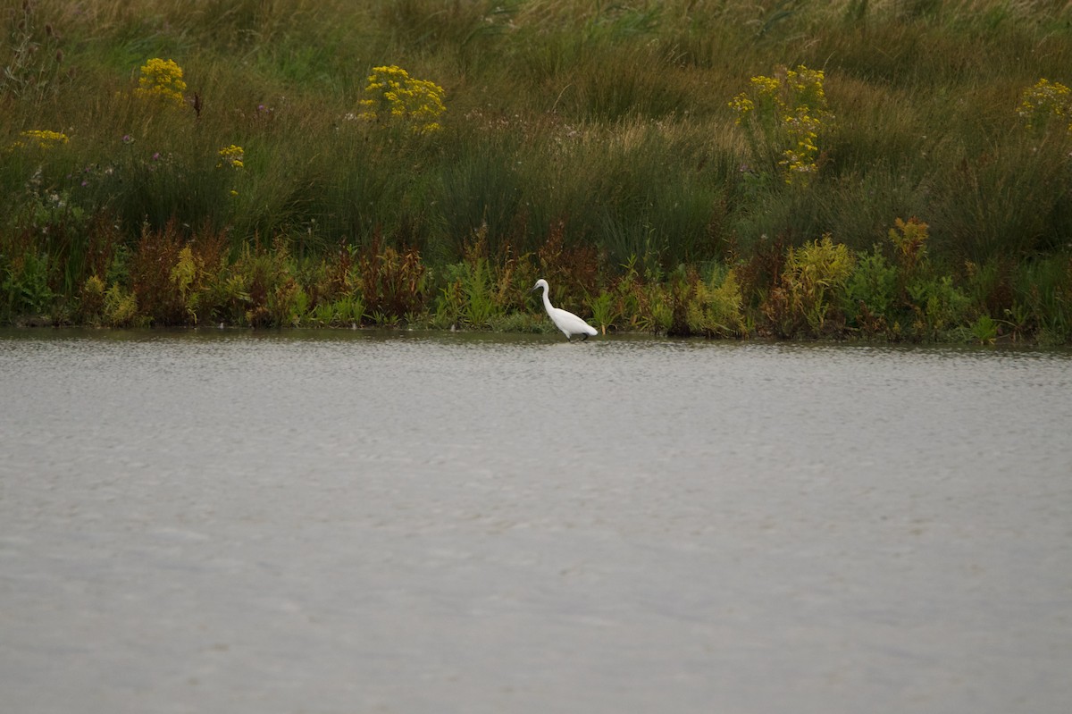 Little Egret - ML644941179