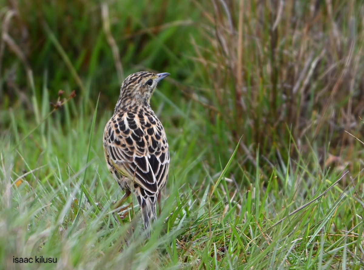 Sharpe's Longclaw - ML644941188