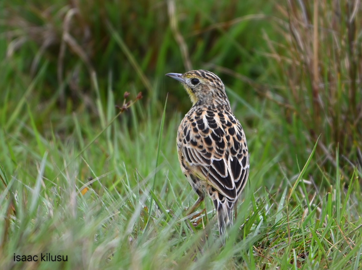 Sharpe's Longclaw - ML644941189