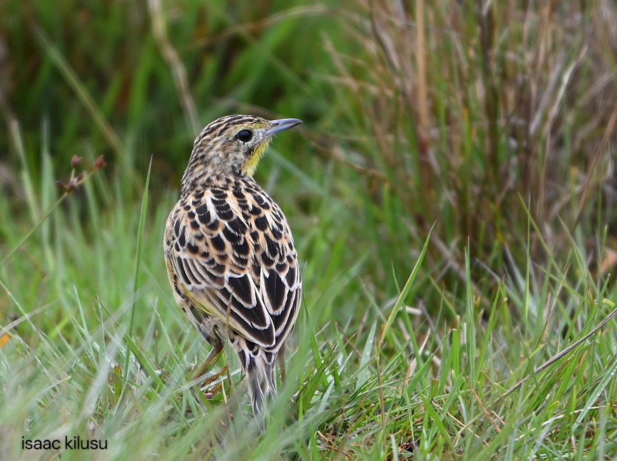Sharpe's Longclaw - ML644941190