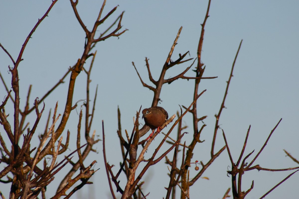 Galapagos Dove - ML644941191