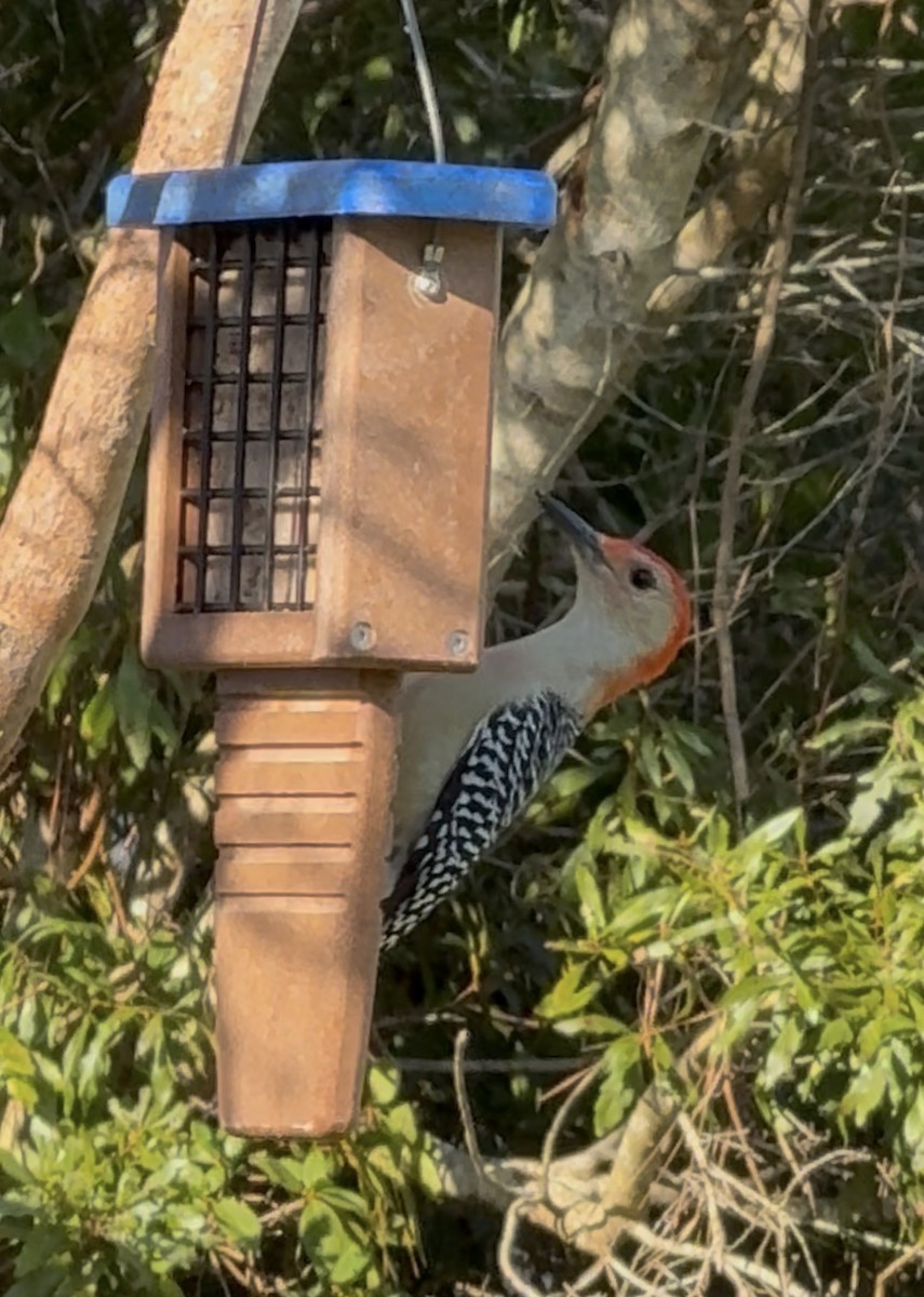 Red-bellied Woodpecker - ML644941195
