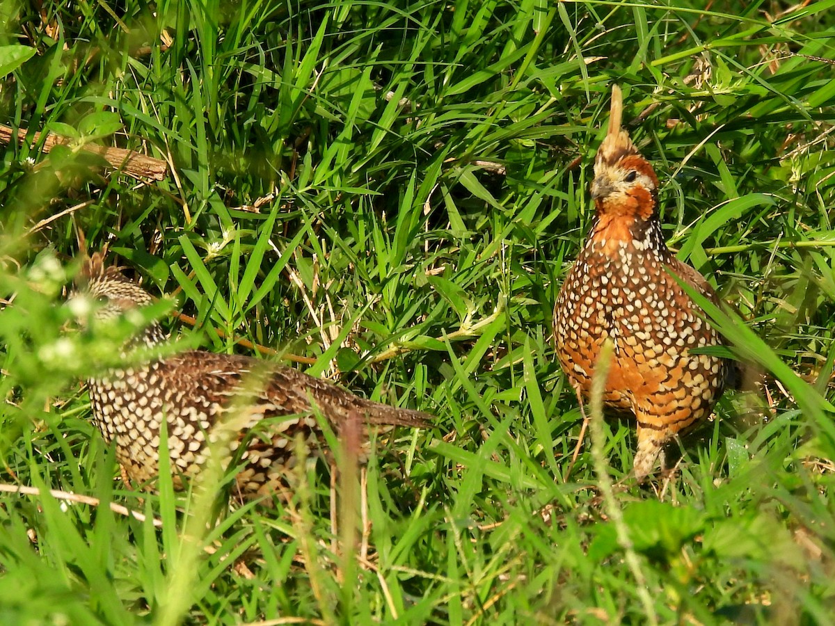 Crested Bobwhite - ML644941213