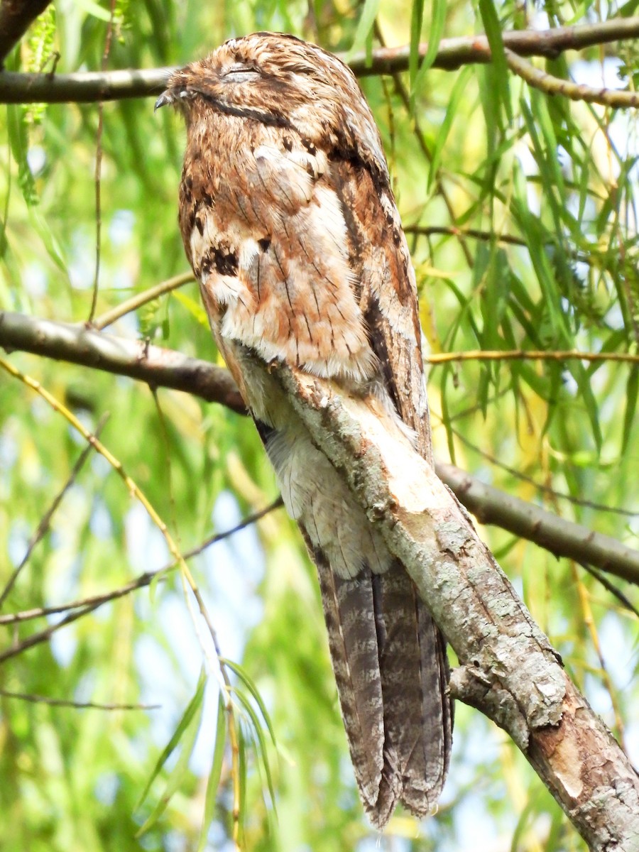 Common Potoo - ML644941226