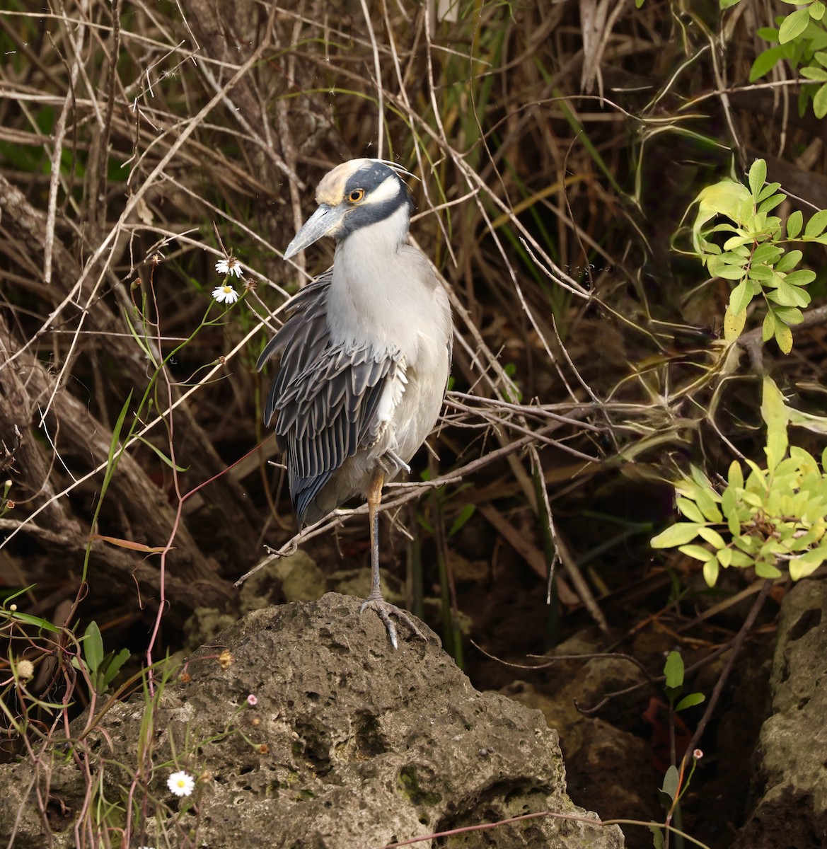 Yellow-crowned Night Heron - ML644941227