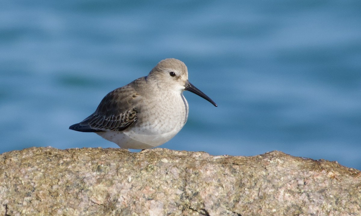 Dunlin - ML644941254