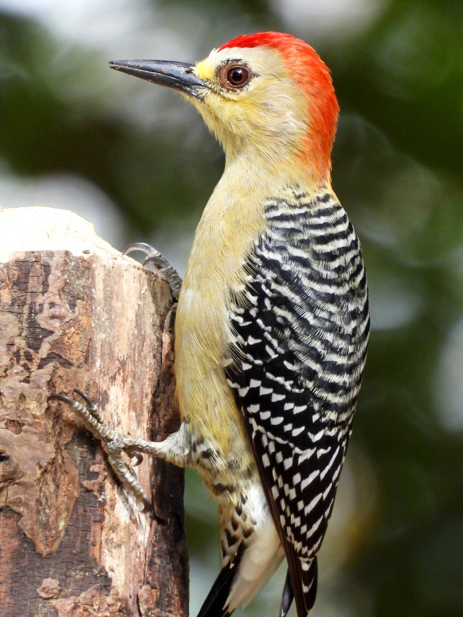 Red-crowned Woodpecker - ML644941255