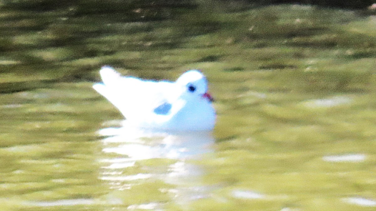 gull sp. - ML644941258