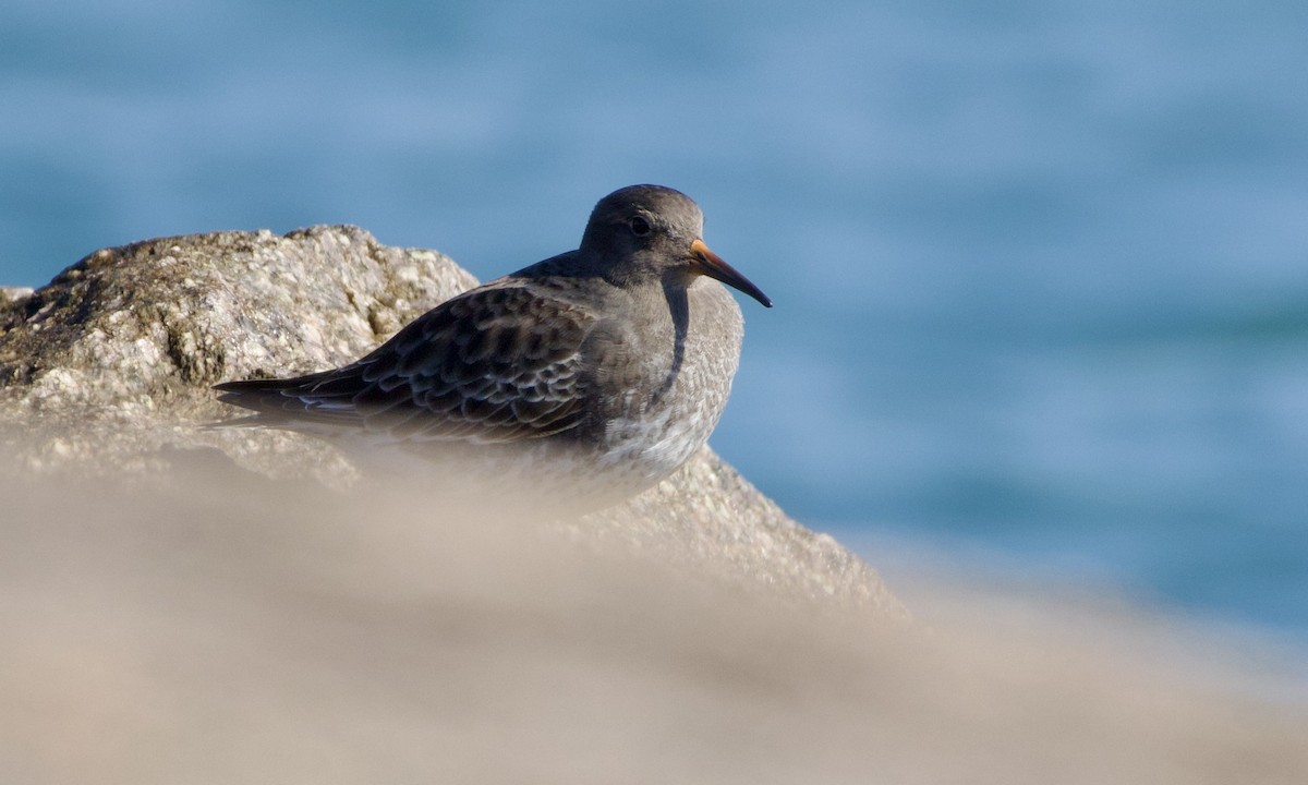 Purple Sandpiper - ML644941263