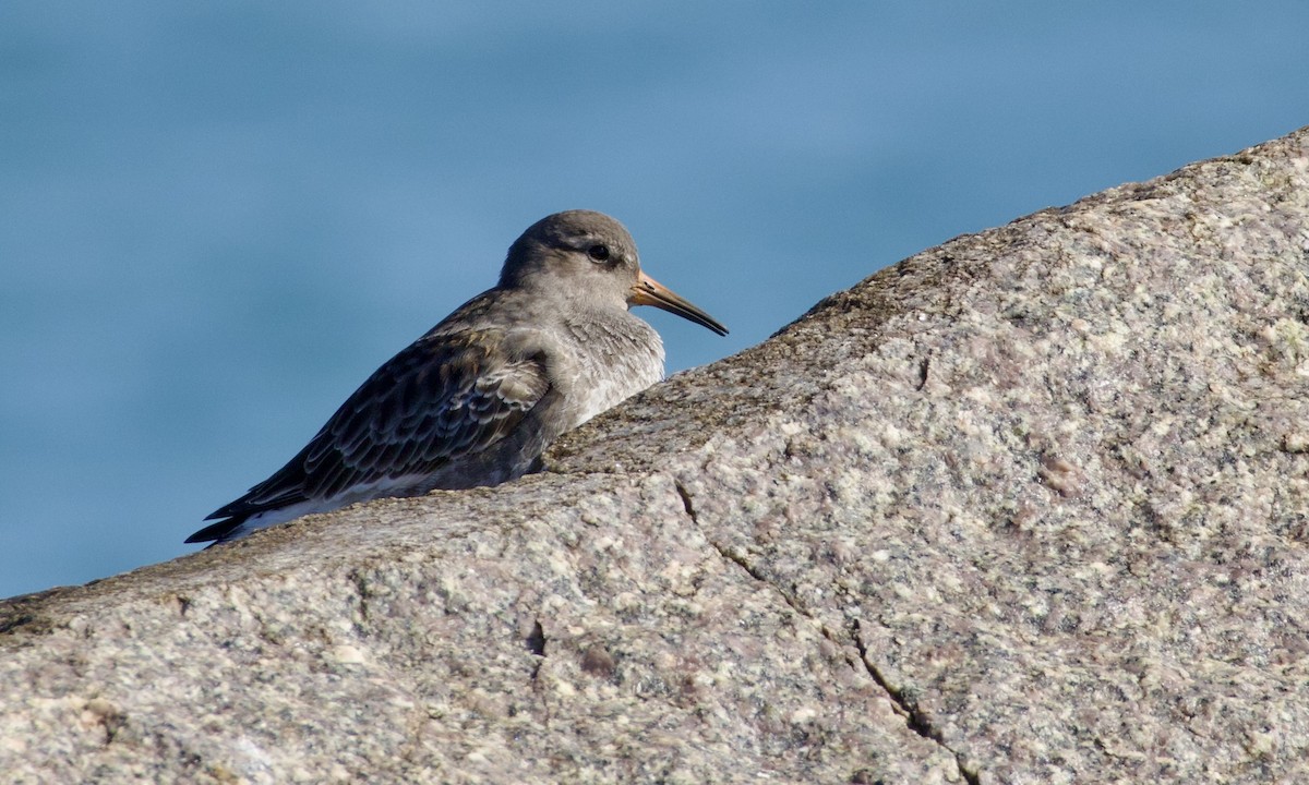 Purple Sandpiper - ML644941264