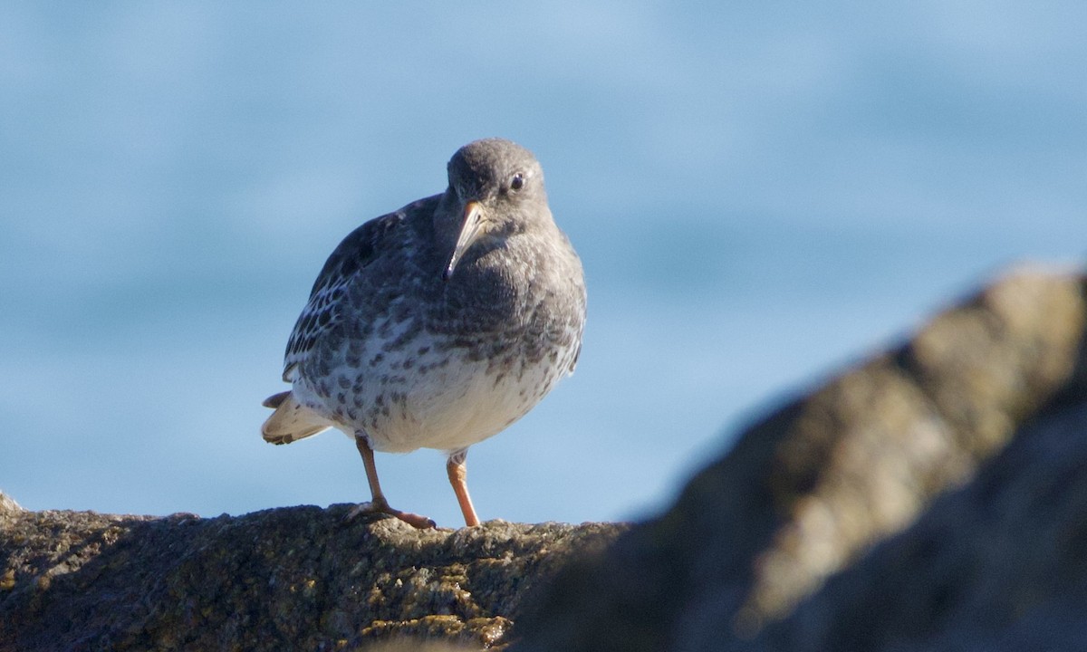 Purple Sandpiper - ML644941265