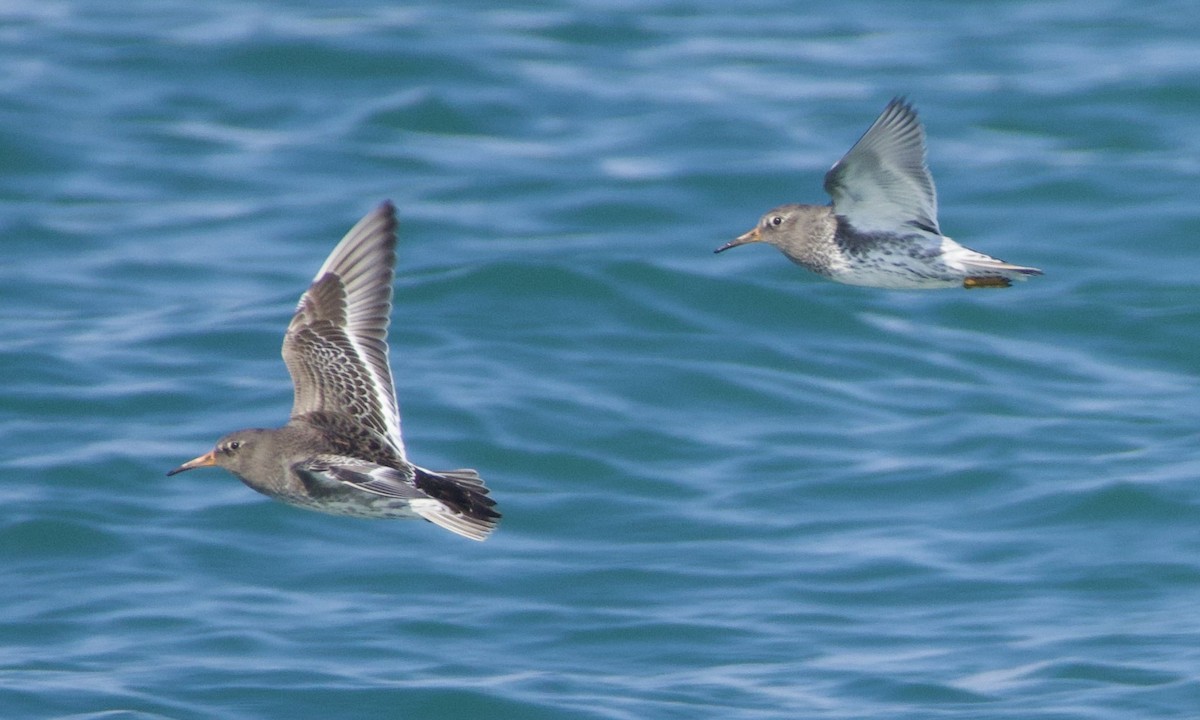 Purple Sandpiper - ML644941266