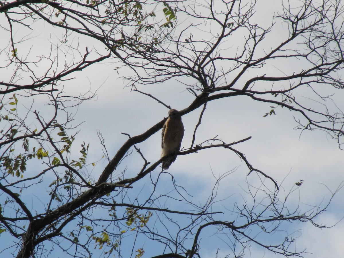 タカ科 - ML644941270