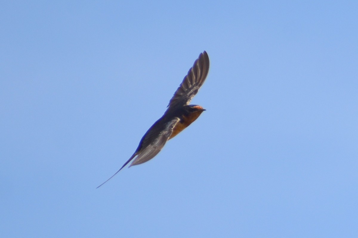 vlaštovka obecná - ML644941273