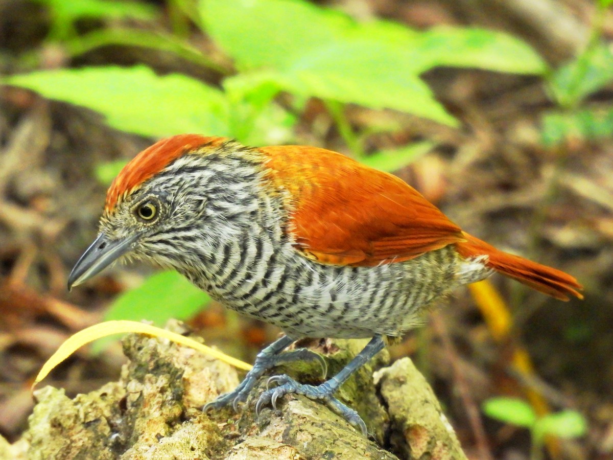 Bar-crested Antshrike - ML644941279