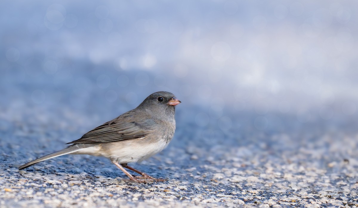 Dark-eyed Junco (Slate-colored) - ML644941319