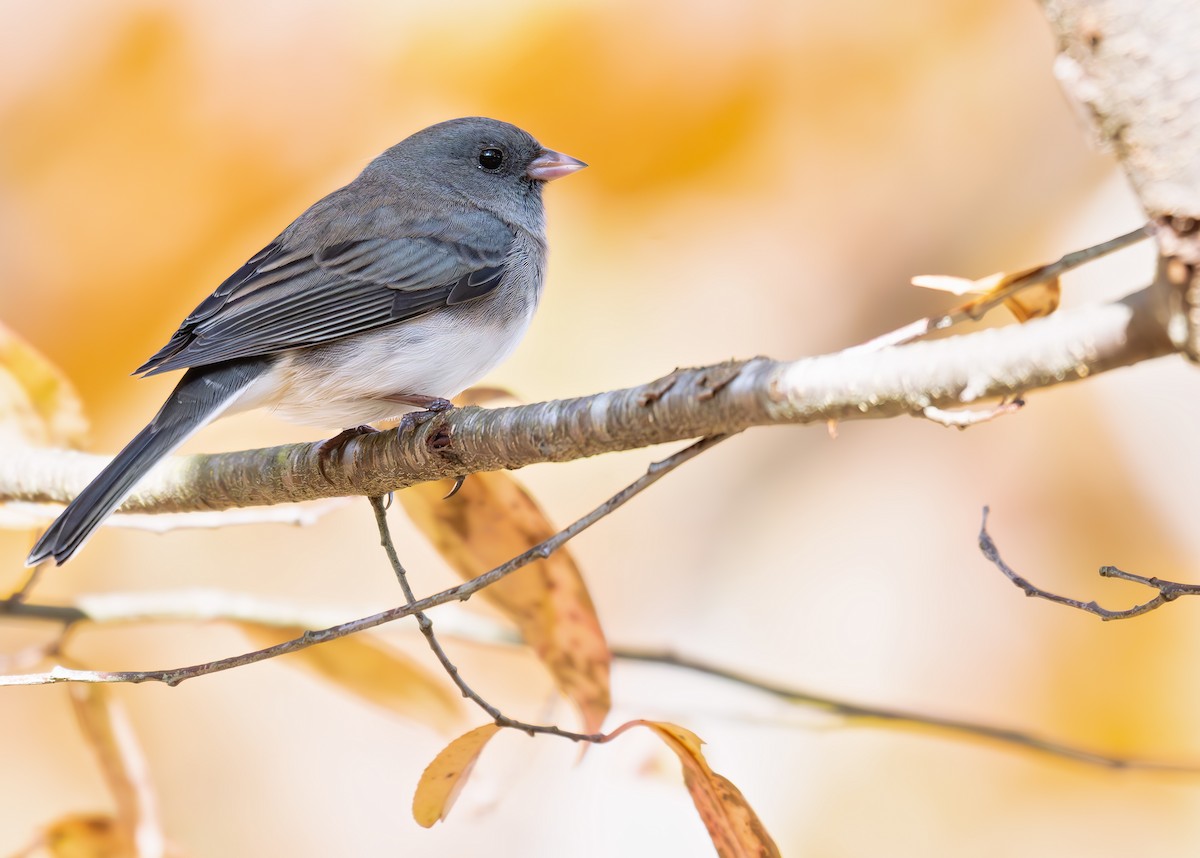 Dark-eyed Junco (Slate-colored) - ML644941320
