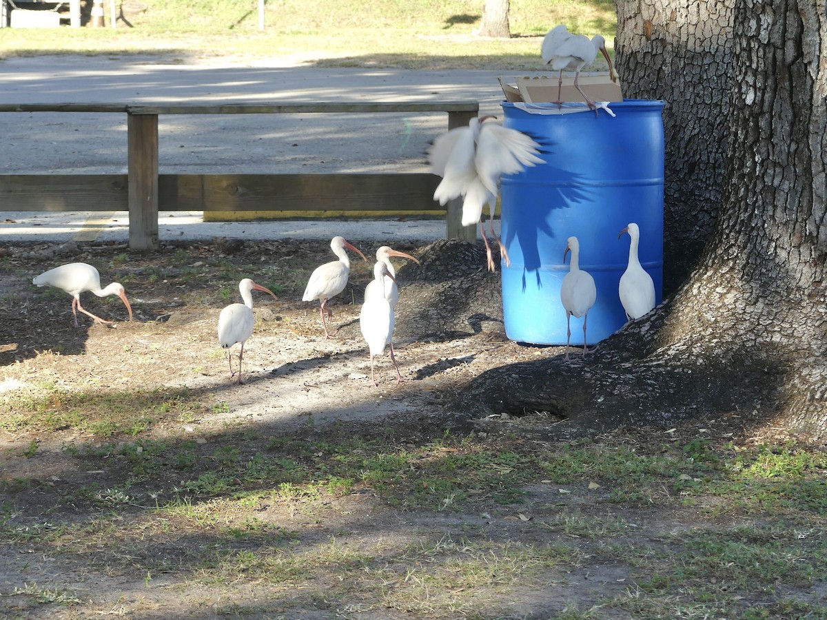 White Ibis - ML644941324