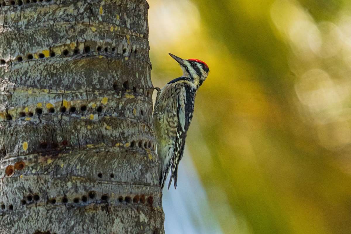 Yellow-bellied Sapsucker - ML644941331
