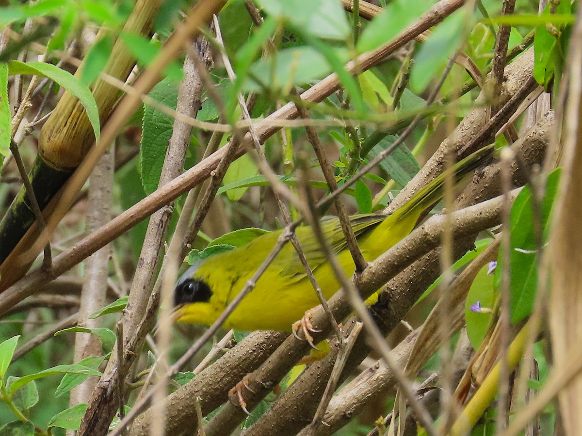 Masked Yellowthroat - ML644941334