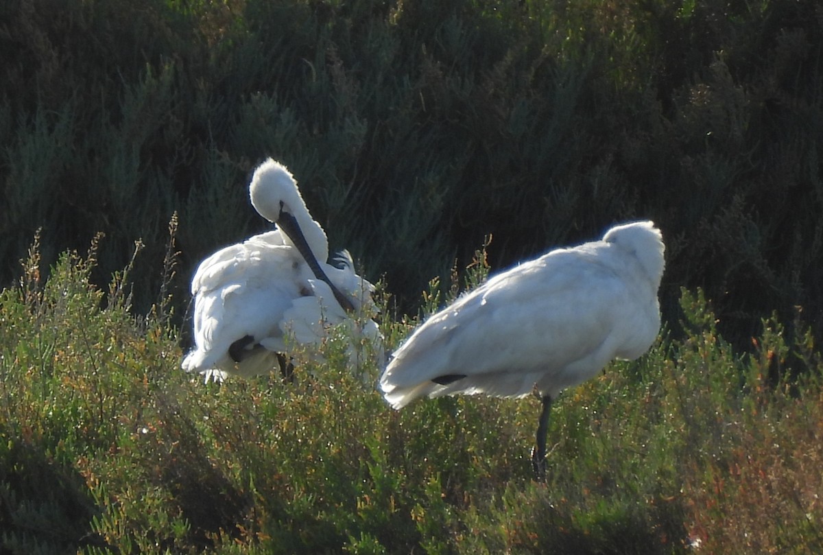 Eurasian Spoonbill - ML644941336