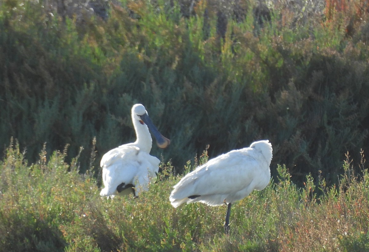 Eurasian Spoonbill - ML644941337