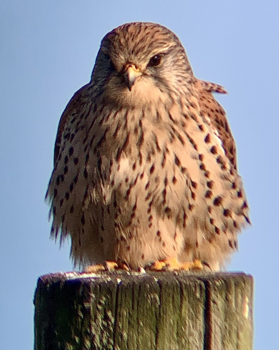 Eurasian Kestrel - ML644941339