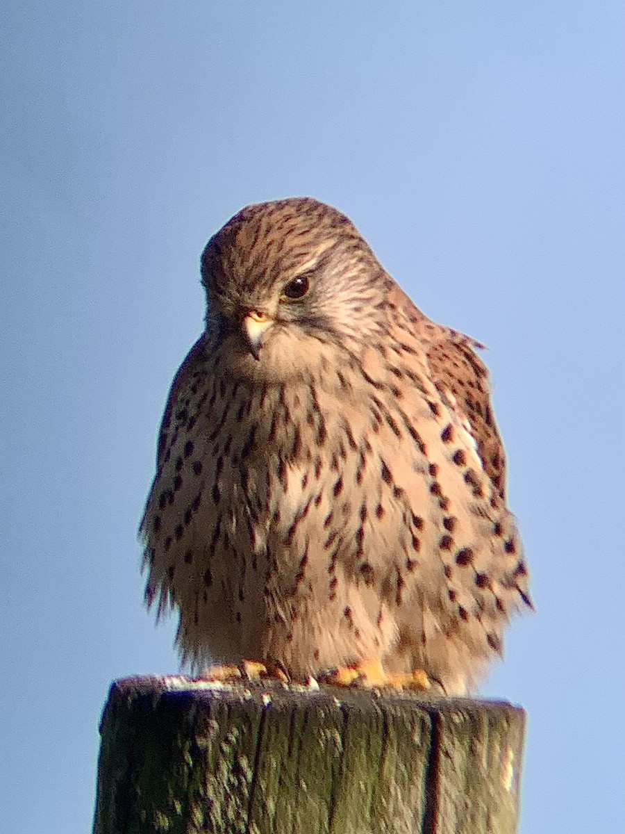 Eurasian Kestrel - ML644941340