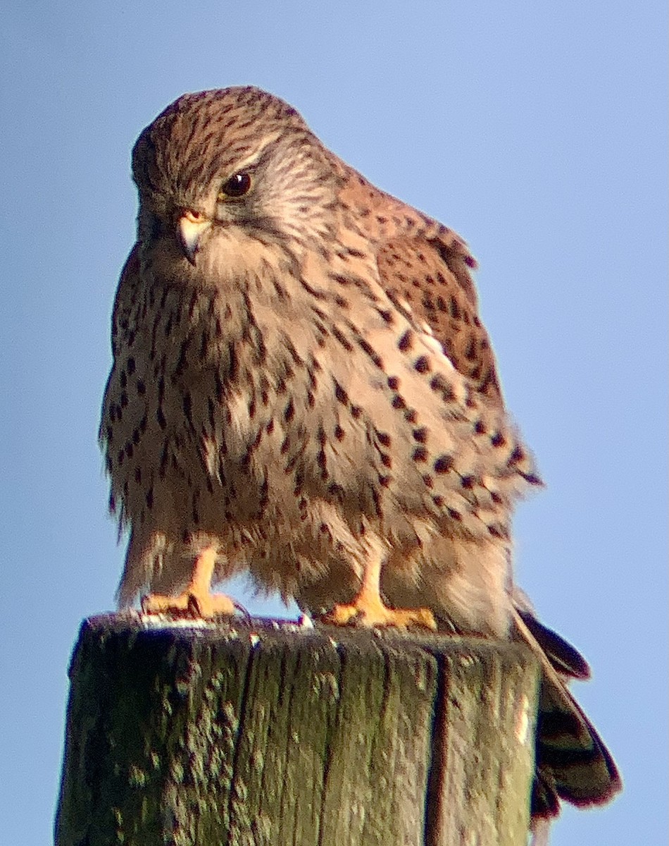 Eurasian Kestrel - ML644941341