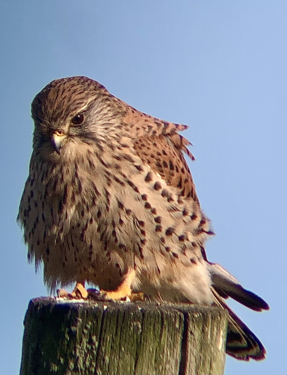 Eurasian Kestrel - ML644941342
