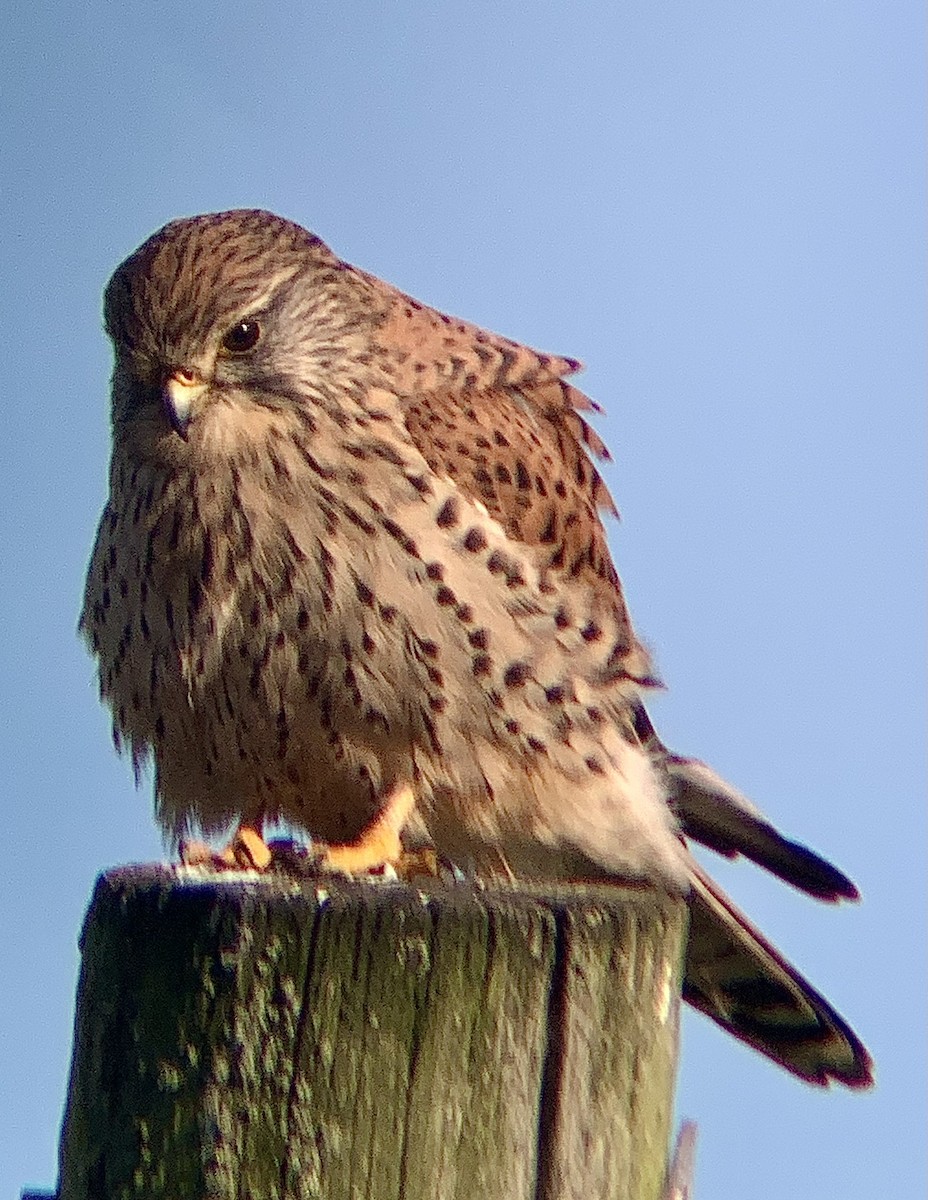 Eurasian Kestrel - ML644941343