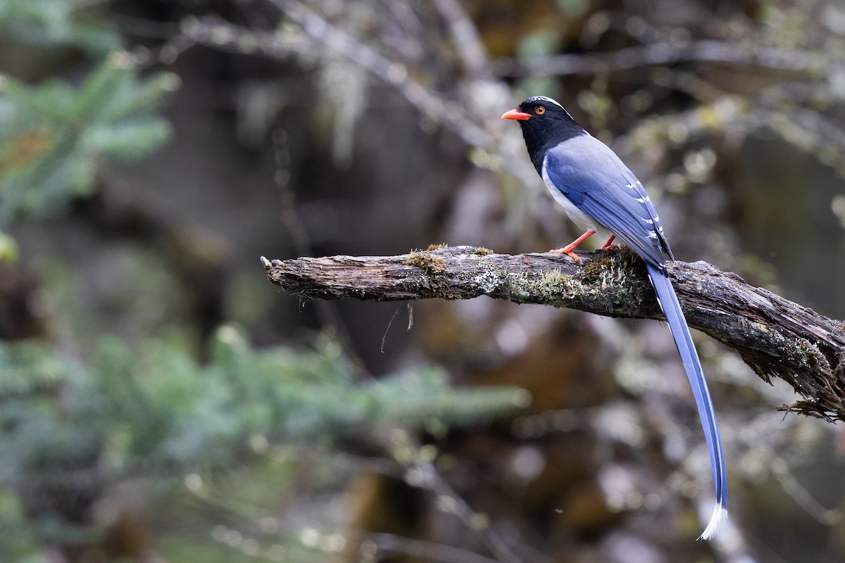 Red-billed Blue-Magpie - ML644941344