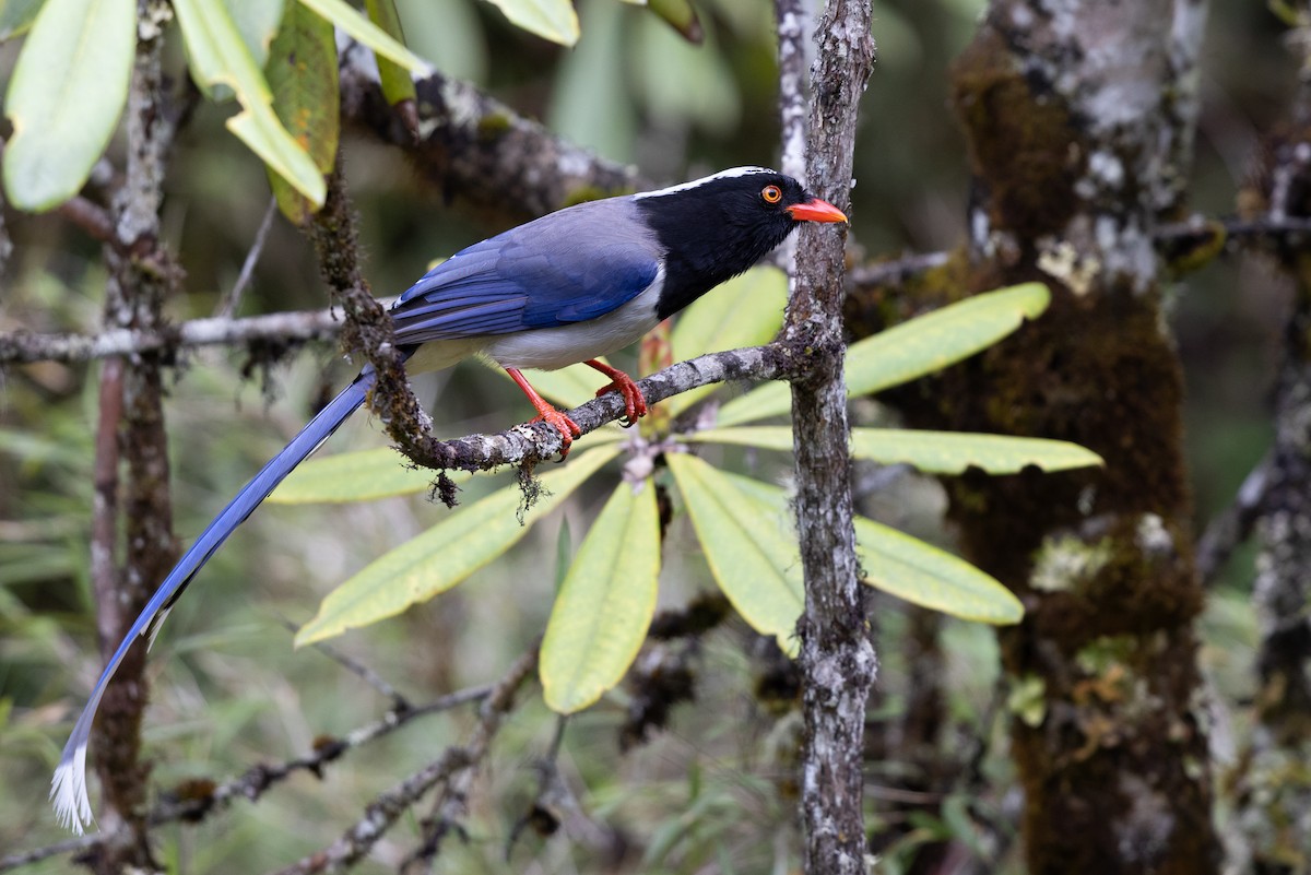 Red-billed Blue-Magpie - ML644941345