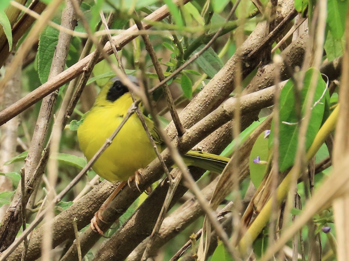 Masked Yellowthroat - ML644941346