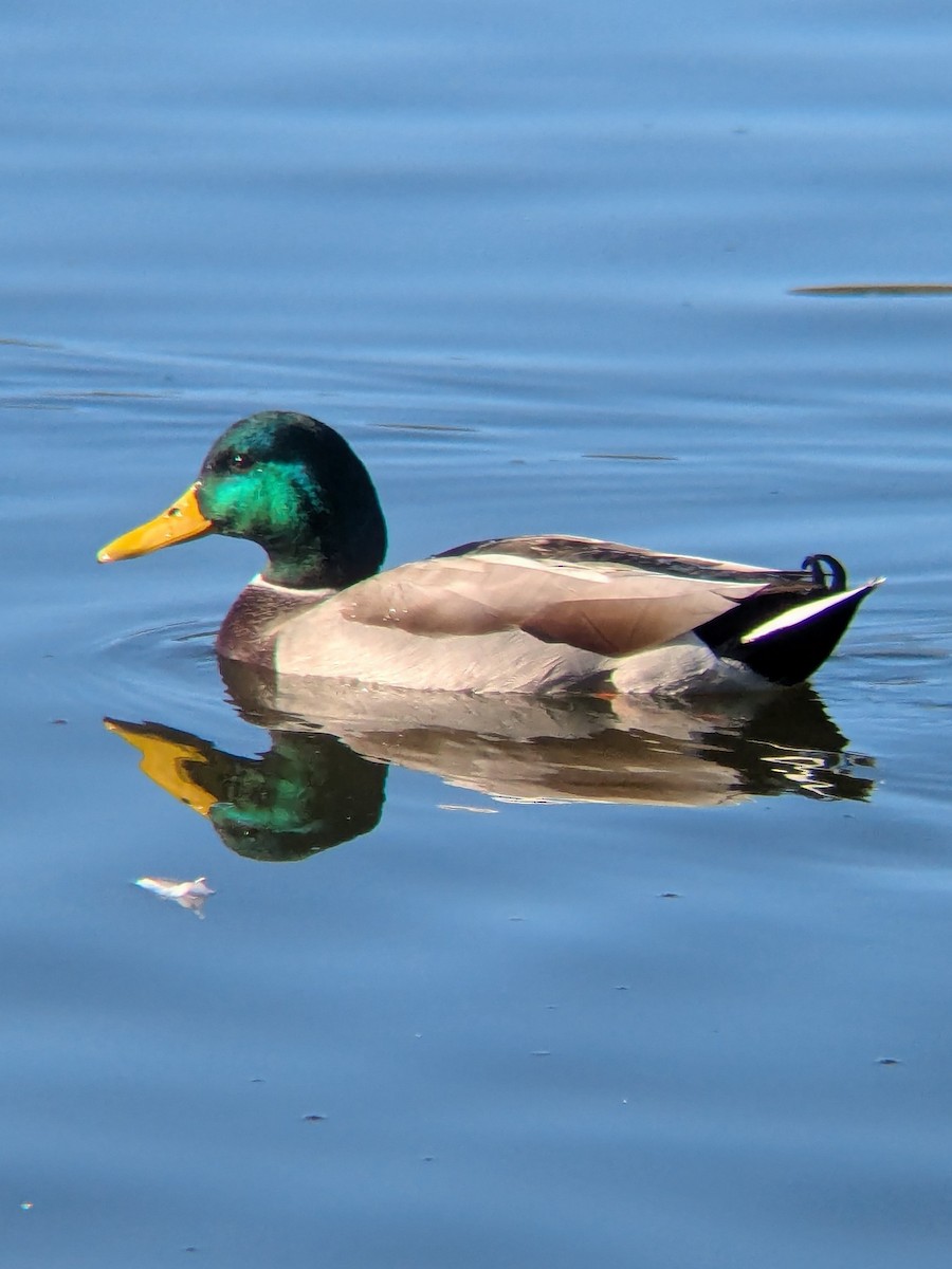 Gadwall - ML644941347