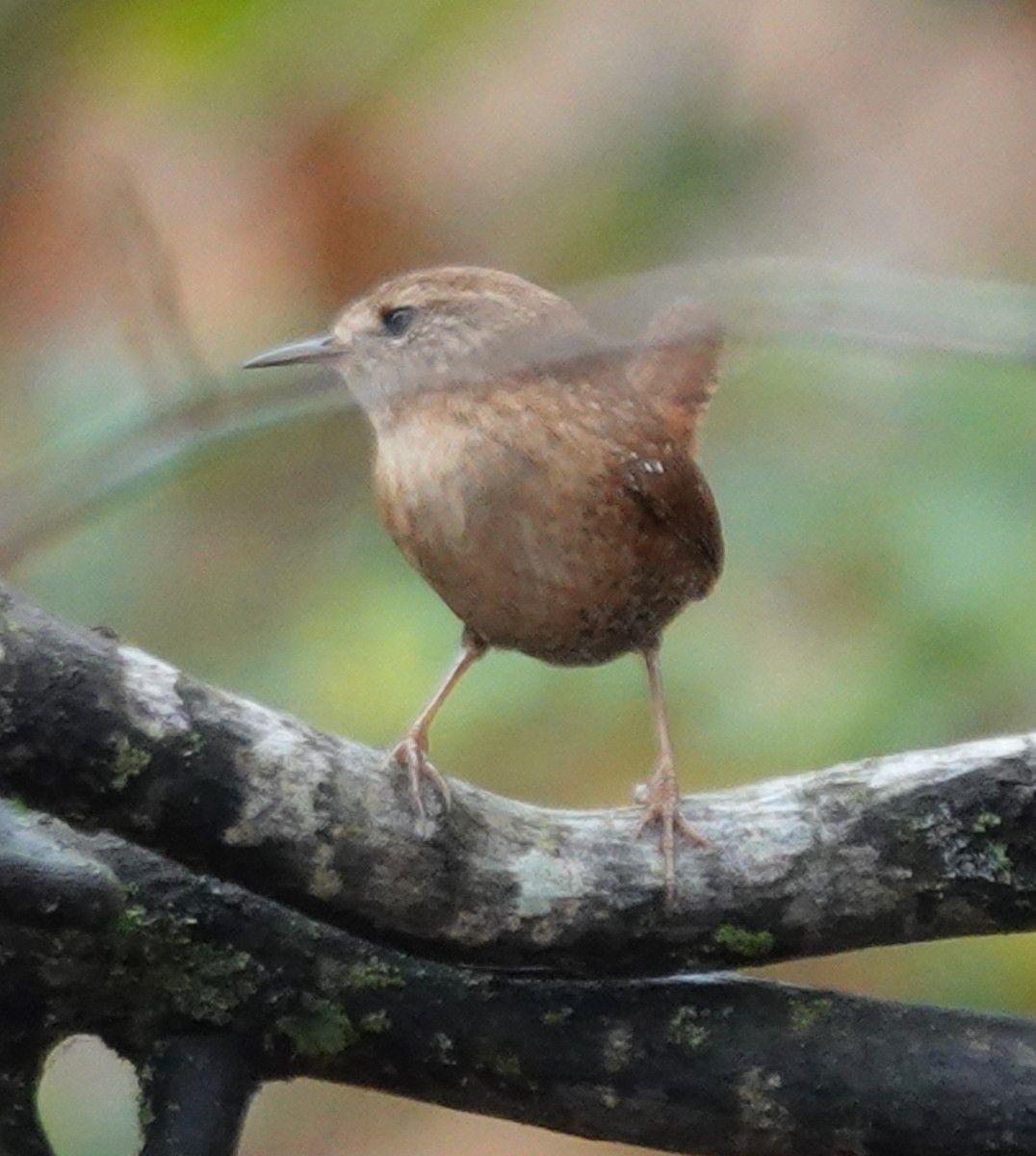 Winter Wren - ML644941348