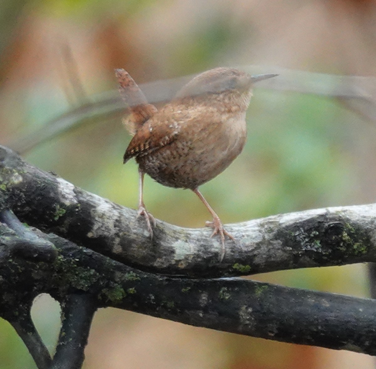 Winter Wren - ML644941349
