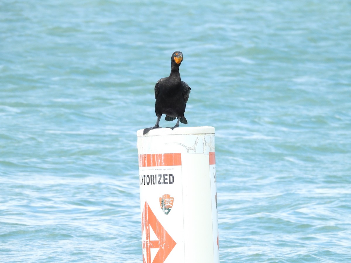 Double-crested Cormorant - ML644941351