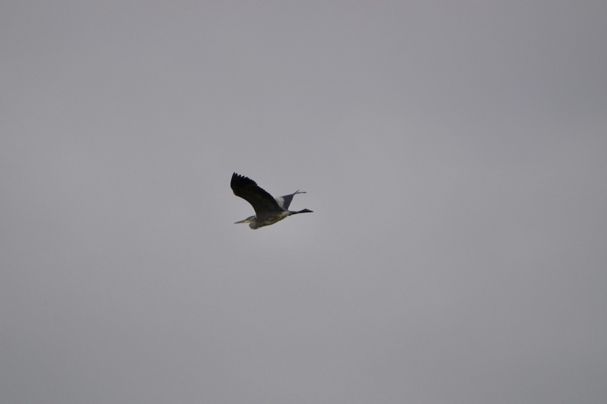 Gray Heron - ML644941355