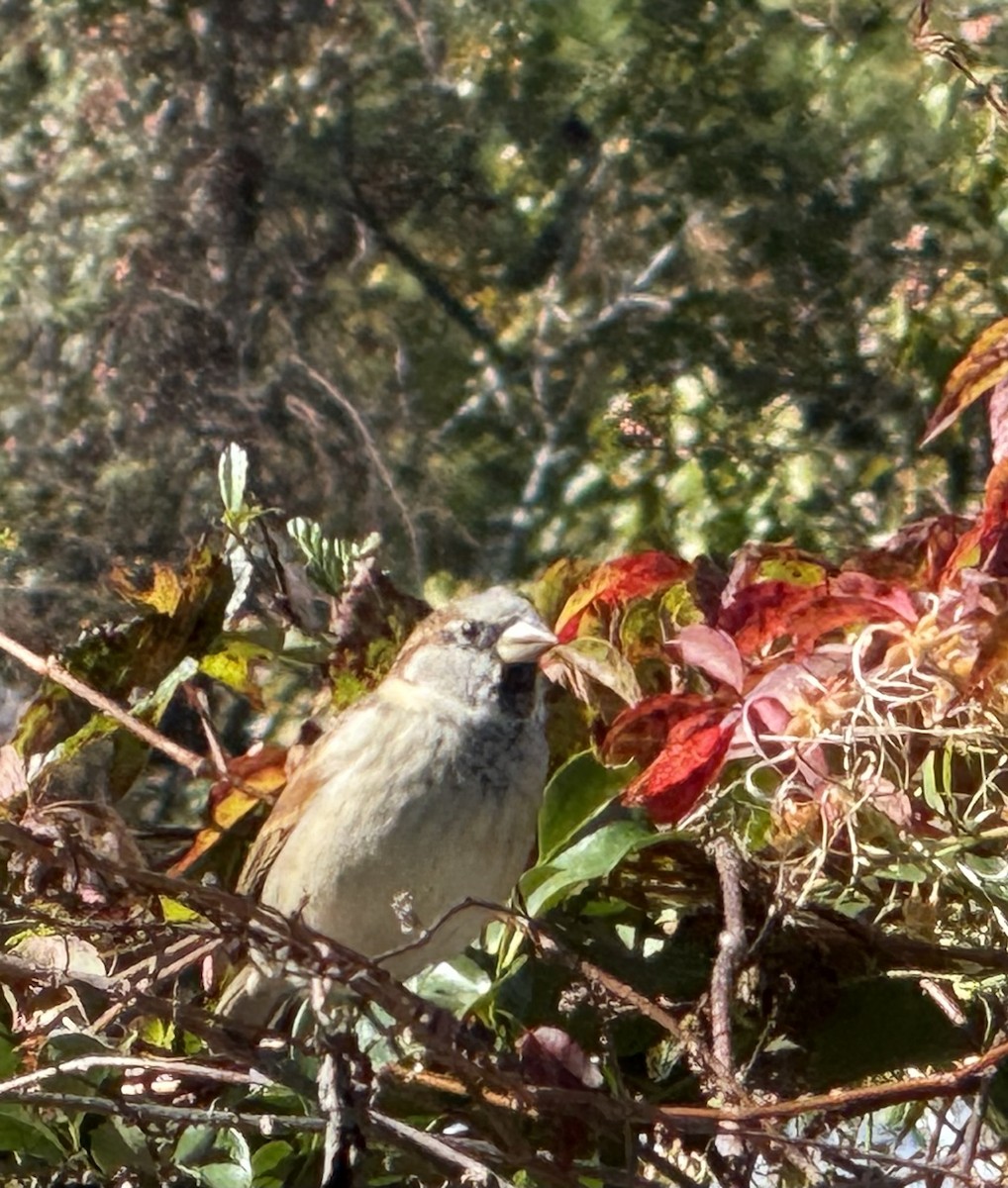 House Sparrow - ML644941357